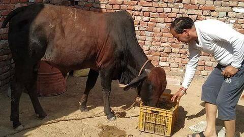 सांड ने निगले एक लाख रुपये से अधिक के गहने, अब गोबर में हो रही तलाश सांड ने निगले एक लाख रुपये से अधिक के गहने, अब गोबर में हो रही तलाश