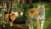 शेर और बाघ में से किसका शिकार ज्यादा खतरनाक होता है? जानें इन दोनों में अंतर