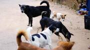 बिहारः बेगुसराय में सरकार के आदेश के बाद 30 बेसहारा कुत्तों को गोली मारी गई
