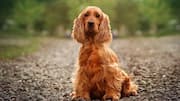 कॉकर स्पैनियल की सुंदरता बनाए रखने के लिए अपनाएं ये 5 ग्रूमिंग टिप्स