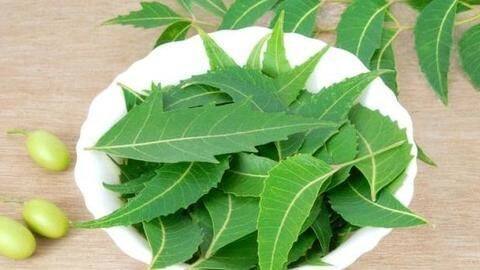 सेहत के साथ-साथ ख़ूबसूरती बढ़ाने में भी काम आती है नीम, जानें इसके कमाल के फ़ायदे सेहत के साथ-साथ ख़ूबसूरती बढ़ाने में भी काम आती है नीम, जानें इसके कमाल के फ़ायदे