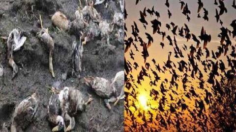 इस गाँव में इंसान नहीं बल्कि पक्षी करते हैं आत्महत्या, वैज्ञानिक भी हुए हैरान इस गाँव में इंसान नहीं बल्कि पक्षी करते हैं आत्महत्या, वैज्ञानिक भी हुए हैरान