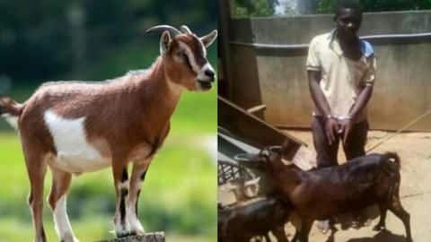 बकरी का रेप करते पकड़ा गया व्यक्ति, बचाव में कहा- बकरी से ली थी इजाज़त बकरी का रेप करते पकड़ा गया व्यक्ति, बचाव में कहा- बकरी से ली थी इजाज़त