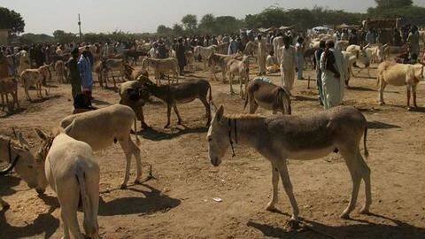 अस्पताल में किया जाता है गधों का इलाज अस्पताल में किया जाता है गधों का इलाज