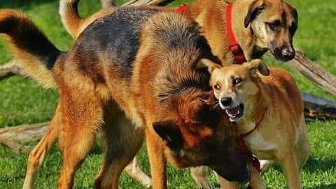 अमेरिकाः कई दिनों से गायब था शख्स, जांच में पता चला उसे पालतू कुत्ते खा गए अमेरिकाः कई दिनों से गायब था शख्स, जांच में पता चला उसे पालतू कुत्ते खा गए