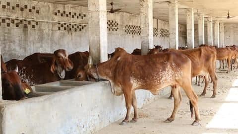 उत्तर प्रदेशः गौशाला के लिए सरकारी कर्मचारी और अधिकारियों से लिया जाएगा एक दिन का वेतन उत्तर प्रदेशः गौशाला के लिए सरकारी कर्मचारी और अधिकारियों से लिया जाएगा एक दिन का वेतन