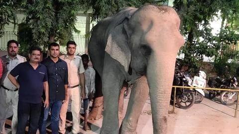 दो महीने से वन विभाग इस हथिनी की कर रहा था तलाश, अब जाकर मिली दो महीने से वन विभाग इस हथिनी की कर रहा था तलाश, अब जाकर मिली