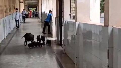 कोरोना वायरस अस्पतालों में बदहाली, कहीं घूम रहे सूअर तो कहीं छत से आ रहा पानी कोरोना वायरस अस्पतालों में बदहाली, कहीं घूम रहे सूअर तो कहीं छत से आ रहा पानी
