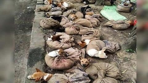 नागालैंड सरकार ने लगाया कुत्ते के मांस की बिक्री और आयात पर प्रतिबंध नागालैंड सरकार ने लगाया कुत्ते के मांस की बिक्री और आयात पर प्रतिबंध
