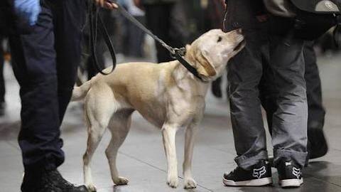 क्या कुत्ते सूंघ कर कोरोना वायरस संक्रमित का पता लगा सकते हैं? क्या कुत्ते सूंघ कर कोरोना वायरस संक्रमित का पता लगा सकते हैं?