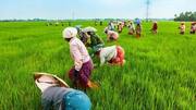पंजाब और छत्तीसगढ़ के बाद राजस्थान की कांग्रेस सरकार भी लाई कृषि कानूनों के खिलाफ विधेयक