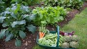लॉकडाउन: कुछ ही दिनों में घर पर उगाई जा सकती हैं ये सब्जियां, ऐसे करें गार्डनिंग
