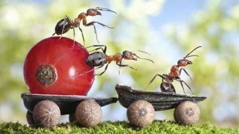 आपकी इन गलतियों की वजह से बढ़ सकती है घर में कीड़े-मकोड़ों की संख्या आपकी इन गलतियों की वजह से बढ़ सकती है घर में कीड़े-मकोड़ों की संख्या