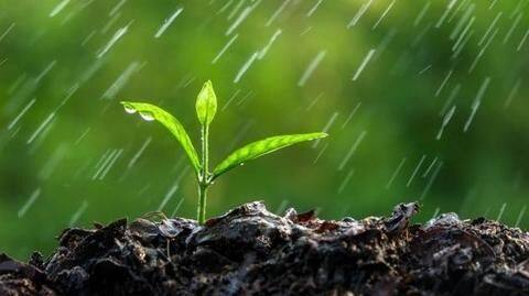 मानसून में इस तरह से करें अपने पौधों की देखभाल, नहीं होंगे खराब मानसून में इस तरह से करें अपने पौधों की देखभाल, नहीं होंगे खराब