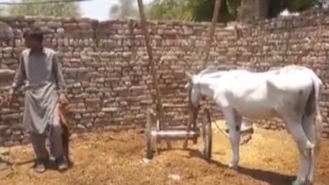 गधा कौन? पाकिस्तान पुलिस ने 'जुआ खेलने के आरोप' में गधे को किया गिरफ्तार गधा कौन? पाकिस्तान पुलिस ने 'जुआ खेलने के आरोप' में गधे को किया गिरफ्तार
