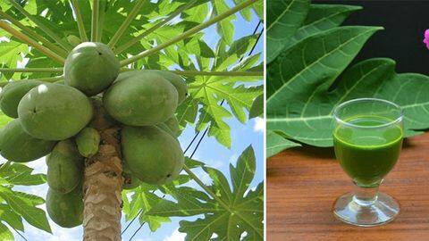 कई समस्याओं से राहत दिलाने में कारगर है पपीते के पत्तों का जूस, जानें इसके फायदे कई समस्याओं से राहत दिलाने में कारगर है पपीते के पत्तों का जूस, जानें इसके फायदे