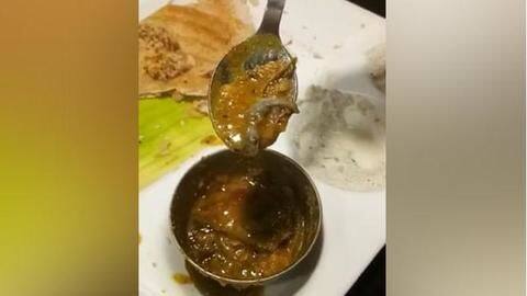 दिल्ली: सांभर में मिली मरी हुई छिपकली, रेस्टोरेंट संचालक के खिलाफ मामला दर्ज दिल्ली: सांभर में मिली मरी हुई छिपकली, रेस्टोरेंट संचालक के खिलाफ मामला दर्ज