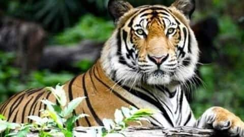कोरोना वायरस: इंसानों के बाद जानवरों में पहुंचा संक्रमण, अमेरिका के चिड़ियाघर में संक्रमित हुआ बाघ कोरोना वायरस: इंसानों के बाद जानवरों में पहुंचा संक्रमण, अमेरिका के चिड़ियाघर में संक्रमित हुआ बाघ