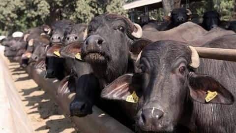 बिहार: पटना में भैंस चुराने को लेकर लोगों ने पीट-पीटकर की युवक की हत्या बिहार: पटना में भैंस चुराने को लेकर लोगों ने पीट-पीटकर की युवक की हत्या