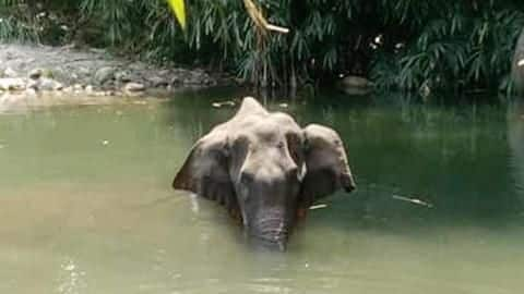 अमानवीय! गर्भवती मादा हाथी को खिलाया पटाखों से भरा अनानास, मुहं में फटने से मौत