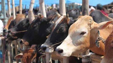 मध्य प्रदेश के सरकारी कार्यालयों में अब केवल गोमूत्र से बने फिनायल से होगी सफाई मध्य प्रदेश के सरकारी कार्यालयों में अब केवल गोमूत्र से बने फिनायल से होगी सफाई