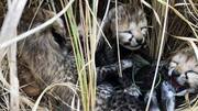 मध्य प्रदेश: कूनो राष्ट्रीय उद्यान में 2 और चीता शावकों ने तोड़ा दम, चौथा शावक गंभीर