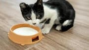 अपनी बिल्ली को दूध पिलाते हैं? जानिए इससे क्या नुकसान हो सकते हैं