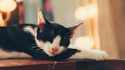बिल्लियां इतना ज्यादा क्यों सोती हैं? जानिए इसके 5 कारण