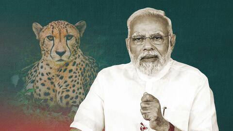 कूनो राष्ट्रीय उद्यान में पहुंचे आठ चीते, प्रधानमंत्री मोदी ने किया पिंजरों से आजाद कूनो राष्ट्रीय उद्यान में पहुंचे आठ चीते, प्रधानमंत्री मोदी ने किया पिंजरों से आजाद