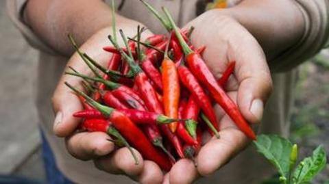 मिर्ची काटने के बाद हाथों में जलन हो तो इन घरेलू नुस्खों से पाएं राहत मिर्ची काटने के बाद हाथों में जलन हो तो इन घरेलू नुस्खों से पाएं राहत