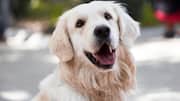 कुत्ते के व्यवहार को सुधारने के लिए अपनाएं ये 5 तरीके, होगा फायदा