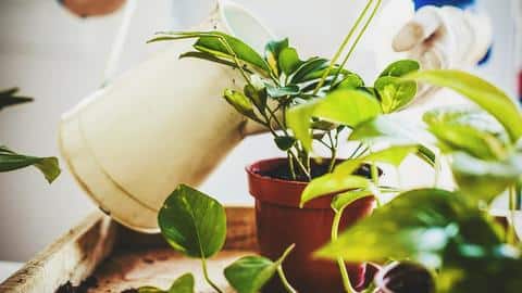 पौधों में पानी की कमी को दर्शाते हैं ये संकेत, भूल से भी न करें नजरअंदाज पौधों में पानी की कमी को दर्शाते हैं ये संकेत, भूल से भी न करें नजरअंदाज