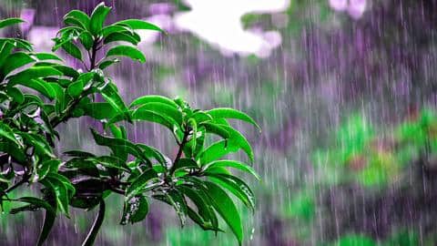 मानसून में अपने गार्डन की खूबसूरती बढ़ाना चाहते हैं तो जरूर लगाएं ये पौधे मानसून में अपने गार्डन की खूबसूरती बढ़ाना चाहते हैं तो जरूर लगाएं ये पौधे