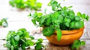 गमले में पुदीना उगाया है तो इन बातों का रखें ध्यान
