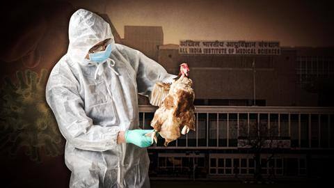 भारत में बर्ड फ्लू के कारण पहली इंसानी मौत, AIIMS में बच्चे ने तोड़ा दम भारत में बर्ड फ्लू के कारण पहली इंसानी मौत, AIIMS में बच्चे ने तोड़ा दम