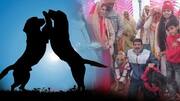 उत्तर प्रदेश: अलीगढ़ में हिंदू रीति-रिवाजों के साथ कुत्तों की शादी, बारातियों ने जमकर किया डांस उत्तर प्रदेश: अलीगढ़ में हिंदू रीति-रिवाजों के साथ कुत्तों की शादी, बारातियों ने जमकर किया डांस