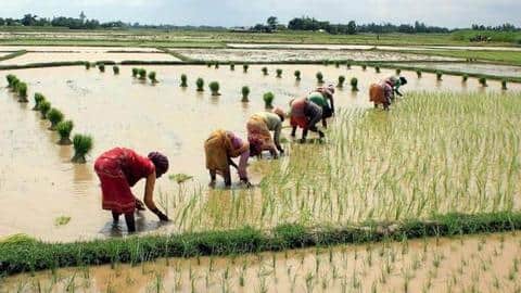 केंद्र सरकार का किसानों को तोहफा, खरीफ की फसलों के न्यूनतम समर्थन मूल्य में किया इजाफा केंद्र सरकार का किसानों को तोहफा, खरीफ की फसलों के न्यूनतम समर्थन मूल्य में किया इजाफा