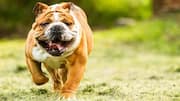 बदलता मौसम कर सकता है आपके बुलडॉग को बीमार, इन 5 तरीकों से करें देखभाल