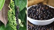 स्वास्थ्य के लिए फायदेमंद है काली मिर्च, जानिए इसके 5 लाभ