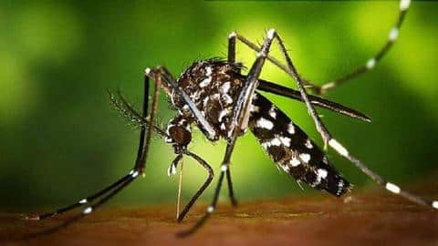 केरल में तेजी से बढ़ रहा जीका वायरस का प्रकोप, 21 हुई संक्रमितों की संख्या केरल में तेजी से बढ़ रहा जीका वायरस का प्रकोप, 21 हुई संक्रमितों की संख्या