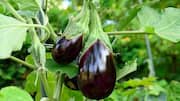 घर पर बैंगन उगाना चाहते हैं? जानें इसके लिए आसान तरीका