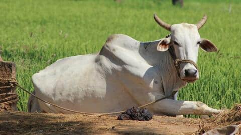 बंगाल: गर्भवती गाय का रेप करने के आरोप में शख्स गिरफ्तार, पशु की मौत बंगाल: गर्भवती गाय का रेप करने के आरोप में शख्स गिरफ्तार, पशु की मौत