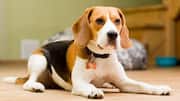 बीगल के नाखून काटते समय इन बातों का रखें खास ध्यान