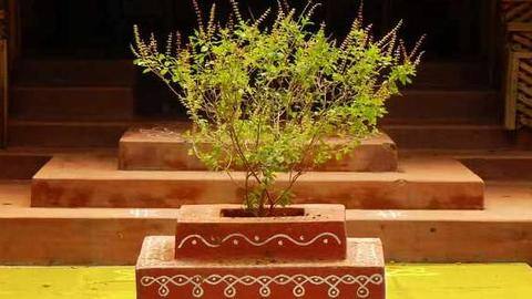 तुलसी के पौधे को कीड़ों से बचाने के लिए अपनाएं ये तरीके तुलसी के पौधे को कीड़ों से बचाने के लिए अपनाएं ये तरीके