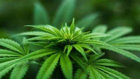थाईलैंड में गांजे की खेती और खाने के सामानों में इसका उपयोग हुआ वैध थाईलैंड में गांजे की खेती और खाने के सामानों में इसका उपयोग हुआ वैध