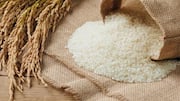 धान की खरीद बढ़ने से भारत का चावल स्टॉक रिकॉर्ड ऊंचाई पर पहुंचा