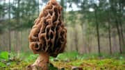 भारत का सबसे महंगा मशरूम है गुच्ची, जानिए इसे खाने के मुख्य स्वास्थ्य लाभ