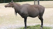 नीलगाय से जुड़े ये 5 तथ्य नहीं जानते होंगे आप, जानिए