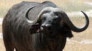 बैल से जुड़े इन तथ्यों के बारे में नहीं जानते होंगे, जो उन्हें बनाते हैं खास
