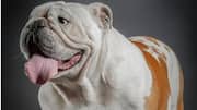 बुलडॉग कुत्ता पालने की सोच रहे हैं? पहले जान लें इस नस्ल की खास बातें
